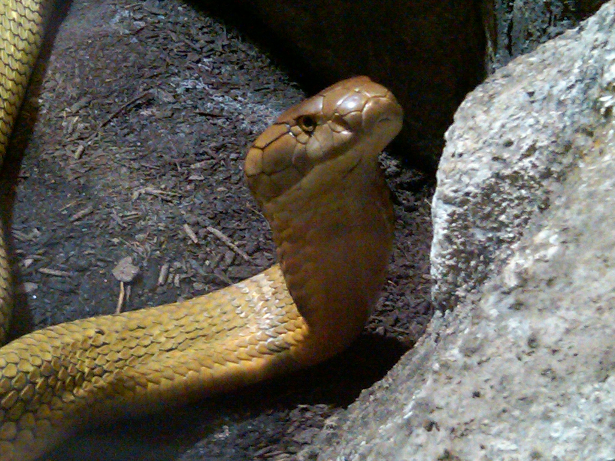 king cobra 5.jpg [654 Kb]